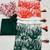 Independence Day Tricolor Handprint Cotton Saree