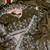 Olive embroidered print Jimmy Choo Saree with stitched blouse