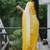 Yellow dual Shaded Georgette Saree