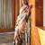 Cream bright moss printed saree
