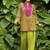 Green lawn printed kurta-sets