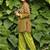 Green lawn printed kurta-sets