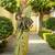 Olive woven paithani silk blend saree with unstitched blouse
