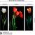 Set of 3 digital wall painting