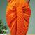 Orange printed pitambari ready to wear silk dhoti