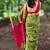 Green maheswari cotton saree with unstitched blouse piece