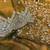 mustard sequin embroidered fandy chiffon saree