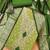 Women's pista green colour organza jacquard fabric weaving dress material with dupatta