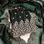 Women green twill net embroidered unstitched dress material with dupatta