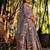 Brown printed chanderi lehenga set