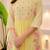 Yellow parampara silk heavy thread embroidery work kurta pant set