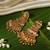 Gold plated temple dangler earrings