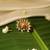 Gold plated temple ring