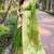 green Woven rainbow jari designer organza saree with blouse piece
