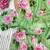 bollywood style pista green floral printed saree for women party wear