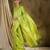 Serene pista green banarasi silk saree with weaving work