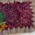 Wine Color Embroidered Sequins Chiffon Saree