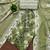Green cotton printed dress material with dupatta