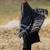 Black chanderi plain kurta pant with printed dupatta kurta pant set
