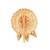 Antique round juda pin/hair brooch/jadai billa with stones, pearls and filigree craftwork for women 