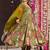 Green digital printed maslin anarkali palazzo style