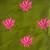 Green fuhsia  hand screen printed boys  ethnic wear- set of 2