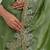 ethnic motifs embroidered georgette saree in green