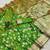 light green zari woven art silk saree with blouse