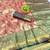 light orange zari woven kanjivaram silk saree with blouse