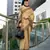 Women's beige silk blend woven  saree with unstitched silk blend blouse piece