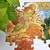 Puzzle - durga - 54 pieces - 2d jigsaw puzzle
