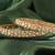 Round shape antique gold plated brown uncut kundan stone set of 2 bangle set for women and girls