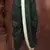 Green dupion art silk readymade dhoti with patch work