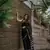 Black cotton silk blend saree with blouse