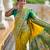soft litchi art silk paithani jacquard saree (royal-paithani-2-parrot-green)