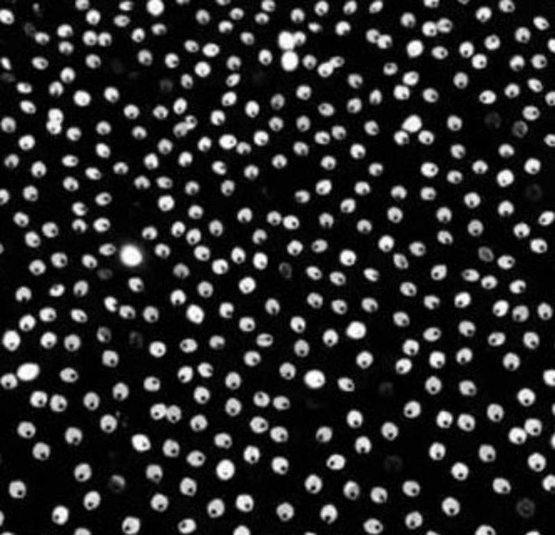 BOLLYWOOD STYLE DESIGNER SATIN SILK SAREE PARTY WEAR SAREE EXCLUSIVE SAREE WITH SEQUENCE WORK SAREE AND BLOUSE