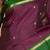 Eggplant purple and bottle green pure kanjivaram silk saree