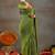 Raag varnam green handloom gini cotton saree