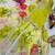 Chinon lime green & floral sharara ensemble