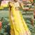 YELLOW EMBROIDERY GEORGETTE FANCY LEHENGA CHOLI WITH DUPATTA