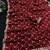 Maroon color Sequence embroidery work with Cut  work border Chiffon Silk Saree