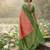 Sutriti women peach soft silk saree with green nandi zari border