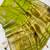 Parrot Green Color Zari Border And Lagdi Pallu Silk Saree