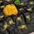 Black rangoli silk embroidery work party wear designer saree