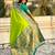 Parrot green color sophisitcated paithani silk saree with meenakari woven designer