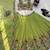 Parrot Green Color  thread with Sequnce Work Organza Silk Lahenga Choli Set