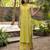 Mustard color cotton blended designer trendy top bottom set for trendy girls