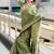 Pista green woven self design antique silk banarasi saree with blouse