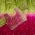 Pink Color embroidery sequence work sartin  Saree