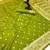 Parrot green banarasi silk saree with self weaving design & rich zari pallu